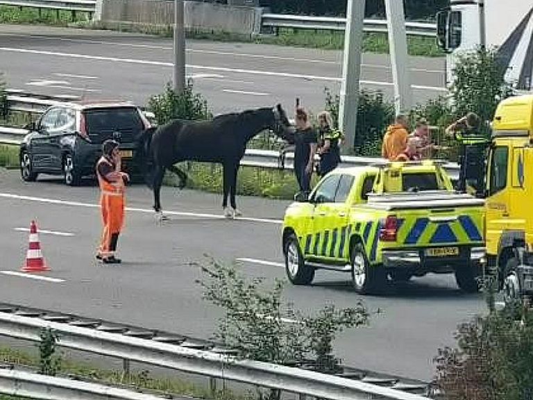 A4 enige tijd afgesloten na ontsnapping van paard bij Leidschendam