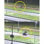 Autoriteiten in Nederland worstelen nog steeds met identificatie verdachte moord op tienermeisje
