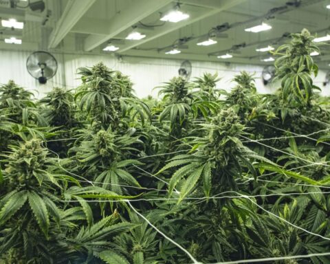 Coffeeshops in Leiden vragen toestemming om cannabisvoorraad te verdubbelen tot 1.000 gram