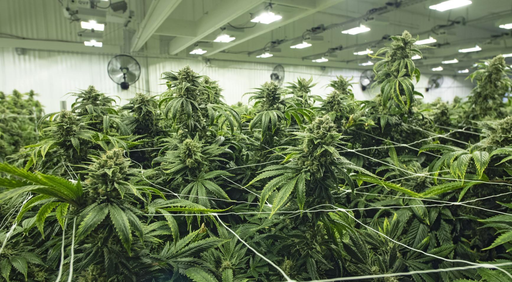 Coffeeshops in Leiden vragen toestemming om cannabisvoorraad te verdubbelen tot 1.000 gram