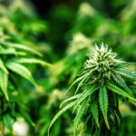 Diefstal van cannabis op legale boerderij in Hellevoetsluis
