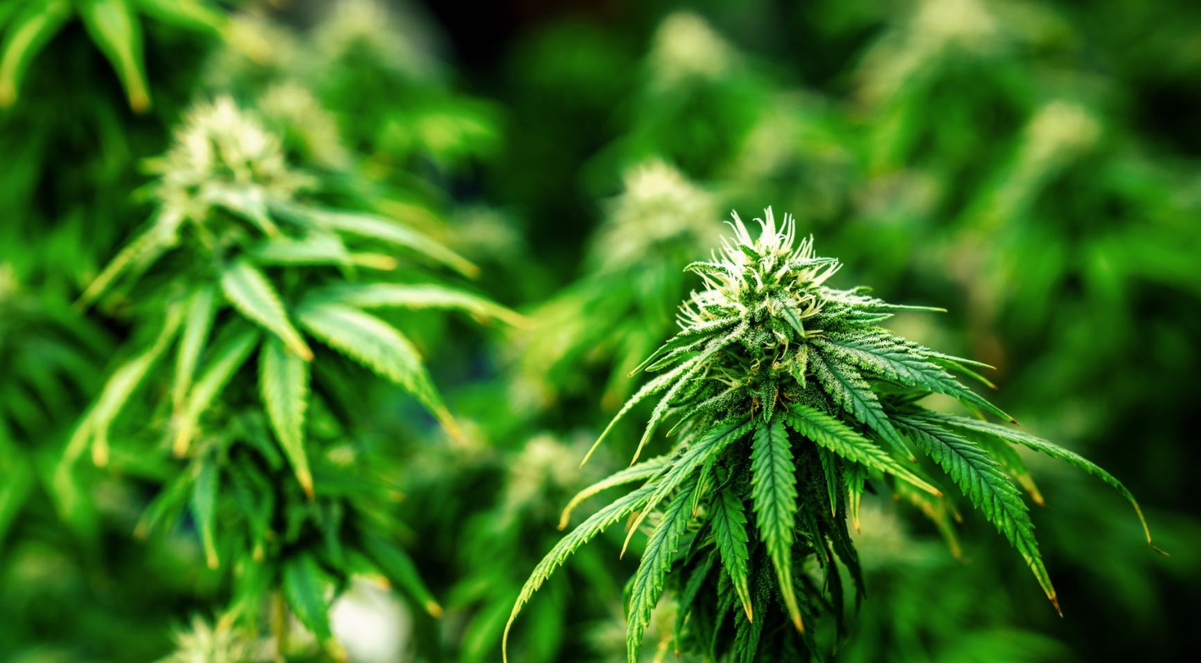 Diefstal van cannabis op legale boerderij in Hellevoetsluis