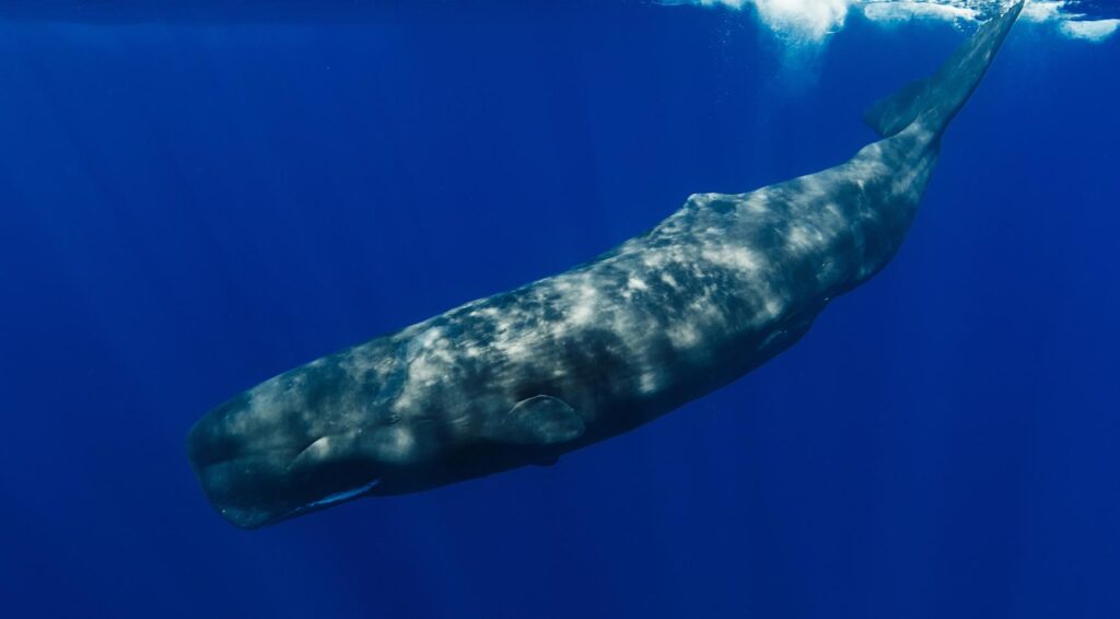 Dode dwergspermawal aangetroffen op strand in Katwijk, naar Utrecht gestuurd voor onderzoek