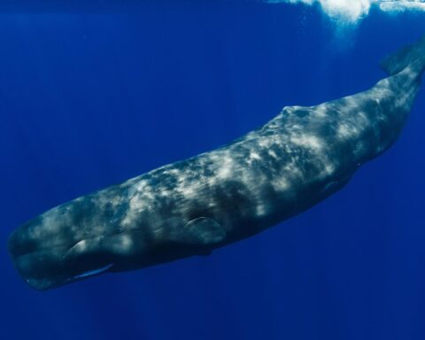 Dode dwergspermawal aangetroffen op strand in Katwijk, naar Utrecht gestuurd voor onderzoek