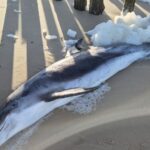 Dode witsnuitdolfijn aangetroffen op het Zeeuwse strand bij Dishoek