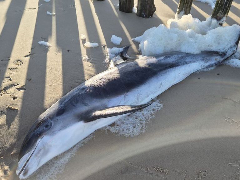 Dode witsnuitdolfijn aangetroffen op het Zeeuwse strand bij Dishoek