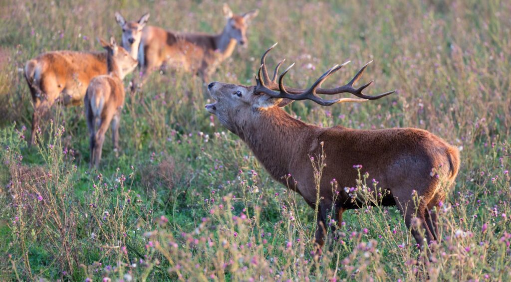 Hernieuwd Nederlands gebruiksplan vermindert bescherming van natuur en landbouw