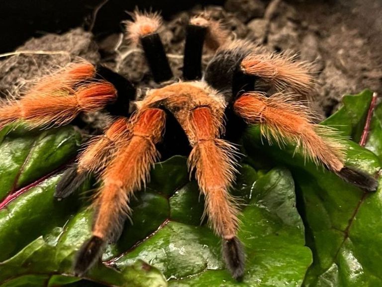 Inwoner van Harderwijk ontdekt Mexicaanse roodpootvogelspin in achtertuin