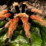 Inwoner van Harderwijk ontdekt Mexicaanse vogelspin in zijn achtertuin