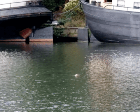 Jonge zeehond gespot in de Merwedehaven van Utrecht