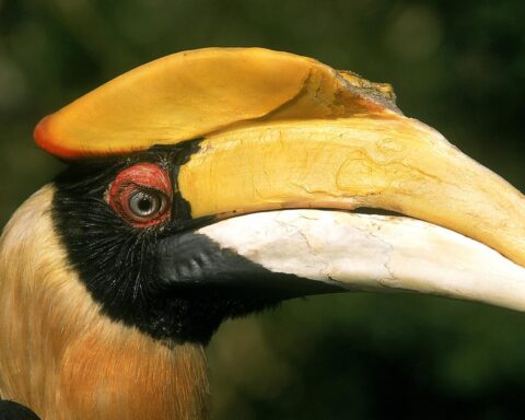Man uit Noord-Brabant gearresteerd voor smokkel van 498 vogels uit Afrika en Azië