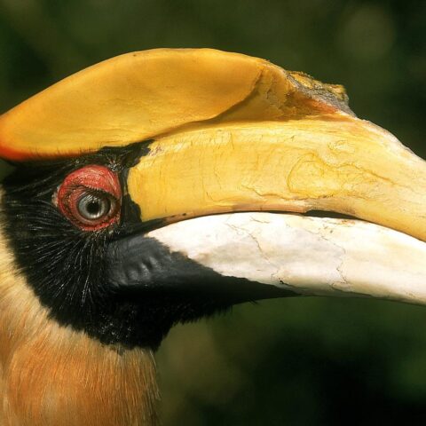 Man uit Noord-Brabant gearresteerd voor smokkel van 498 vogels uit Afrika en Azië