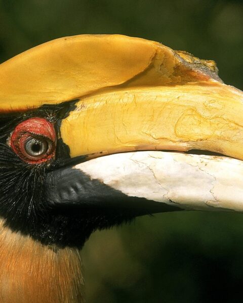 Man uit Noord-Brabant gearresteerd voor smokkel van 498 vogels uit Afrika en Azië