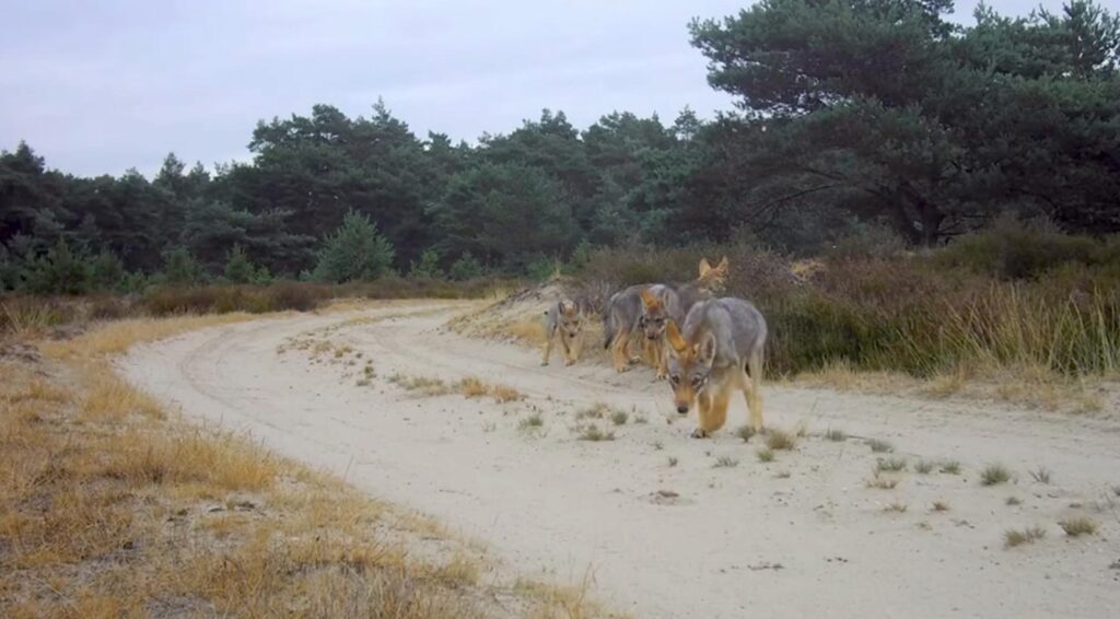 Minstens 45 wolvenwelpen geboren in Nederland deze lente