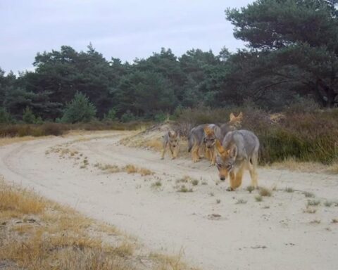 Minstens 45 wolvenwelpen geboren in Nederland deze lente