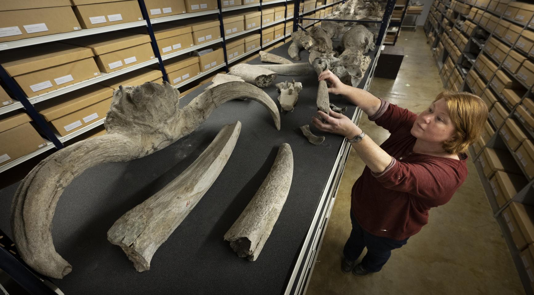 Nederland gaat 28.000 koloniale fossielen teruggeven aan Indonesië