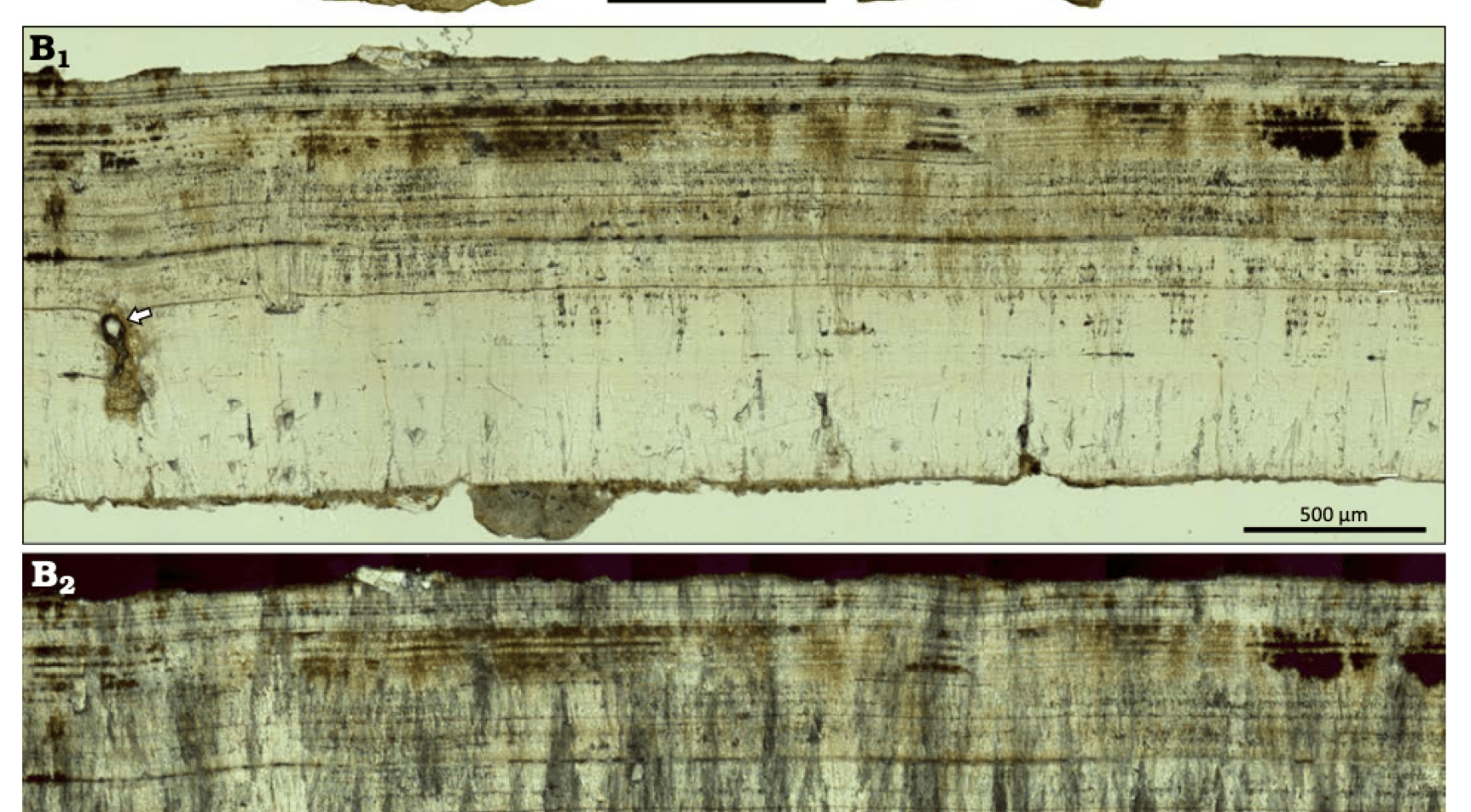 Nederlandse onderzoekers ontdekken miljoenen jaren oud dino-ei in de Verenigde Staten