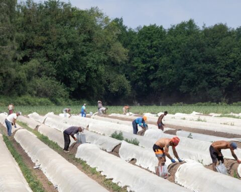 Nederlandse werkgevers moeten migranten in vaste dienst aannemen, zegt de Nederlandse Veiligheidsraad