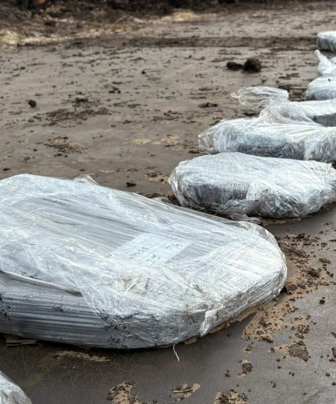 Oerbos van 6000 jaar oud ontdekt tijdens graafwerkzaamheden in Friesland