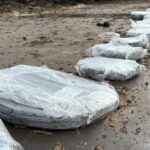 Oerbos van 6000 jaar oud ontdekt tijdens graafwerkzaamheden in Smallingerland