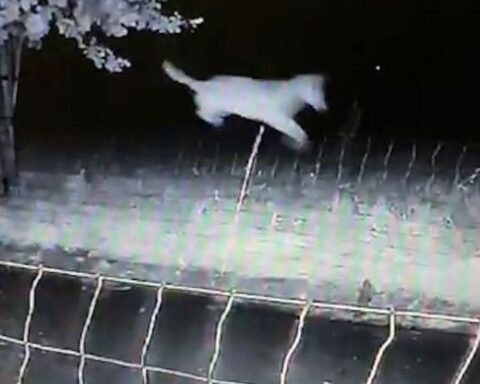 Provincie Gelderland staat afschot van probleemwolf in Barneveld toe