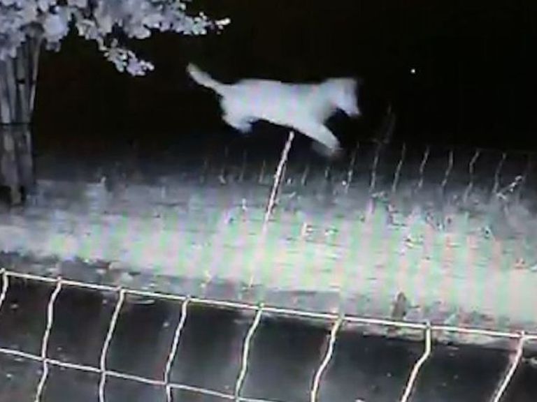 Provincie Gelderland staat afschot van probleemwolf in Barneveld toe