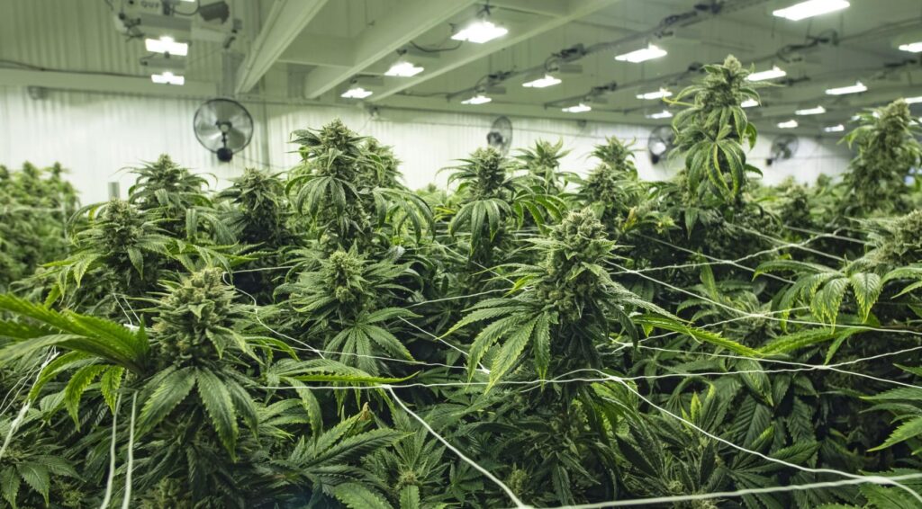 Rechter gebiedt legale cannabisproducent om stankoverlast aan te pakken