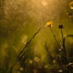 Regen en koelere temperaturen verspreiden zich over Nederland