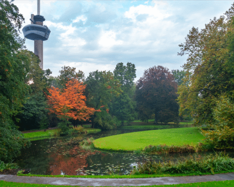 Rotterdamse plannen voor Parkhaven vereisen radicale vergroening van de omgeving