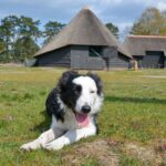 Schedel die bij Epe werd gevonden, is van das; bordercollie Daisy blijft vermist
