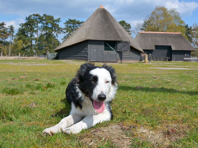Schedel die bij Epe werd gevonden, is van das; bordercollie Daisy blijft vermist