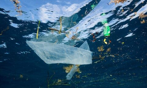 Snelle opwarming van zeewater leidt tot ongekende veranderingen