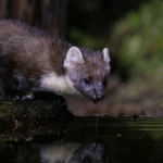 Vlietland vakantiepark stuit op stikstofproblemen en protesten van buurtbewoners