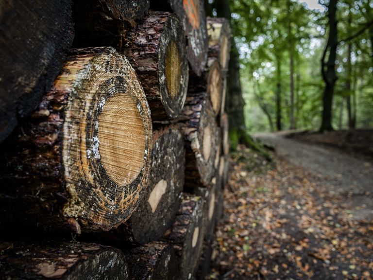 Warmtebedrijf Ede importeert geschadigd hout uit Schotland ondanks claims van duurzaamheid