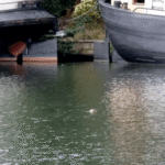Zeehond vervolgt tour door Nederland; nu gespot in Aalsmeer