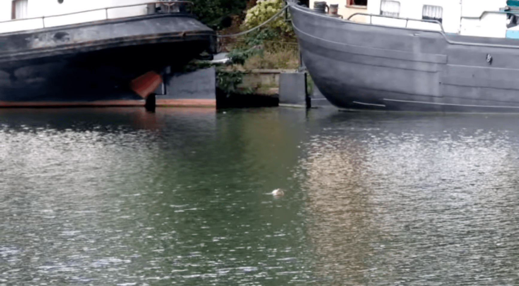 Zeehond vervolgt tour door Nederland; nu gespot in Aalsmeer