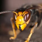 Zeeland stopt financiering борьбы с инвазивным азиатским шершнем из-за нехватки бюджета