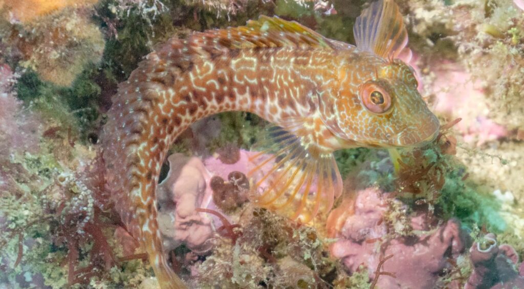 19-jarige duiker ontdekt onbekende vissoort in Nederlandse wateren