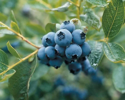 Oekraïense aalbessen versterken Europese verwerkingsindustrie