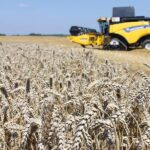 Oekraïense gerst versterkt Europese voedselsector en logistiek