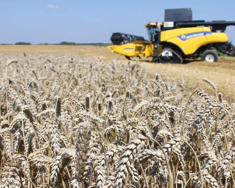 Oekraïense gerst versterkt Europese voedselsector en logistiek