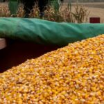 Oekraïense maïs versterkt de voedselzekerheid van de EU