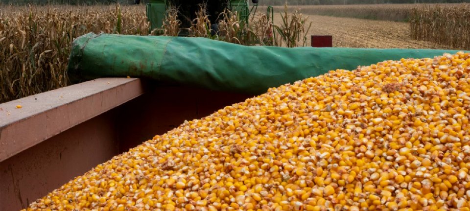 Oekraïense maïs versterkt de voedselzekerheid van de EU