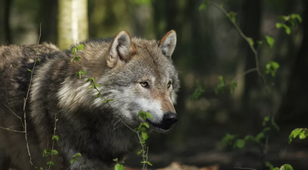 Eerste fatale aanrijding tussen wolf en trein verstoorde het Nederlandse spoorverkeer