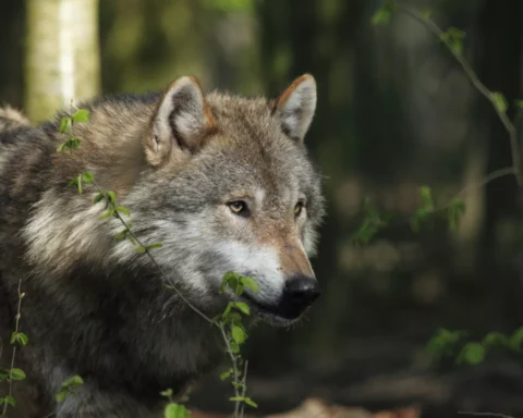 Eerste fatale aanrijding tussen wolf en trein verstoorde het Nederlandse spoorverkeer