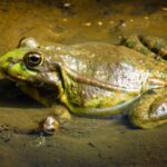 Exotische meerkikker bedreigt biodiversiteit in Limburg, waarschuwen wetenschappers