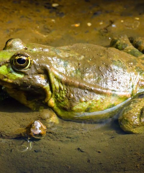 Exotische meerkikker bedreigt biodiversiteit in Limburg, waarschuwen wetenschappers