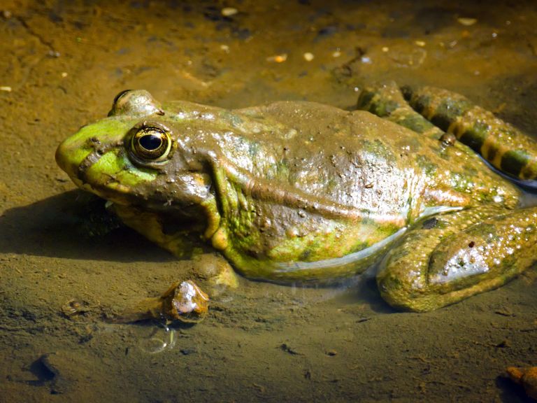 Exotische meerkikker bedreigt biodiversiteit in Limburg, waarschuwen wetenschappers