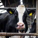 Forse ingreep in veestapel om natuurdoelen te bereiken