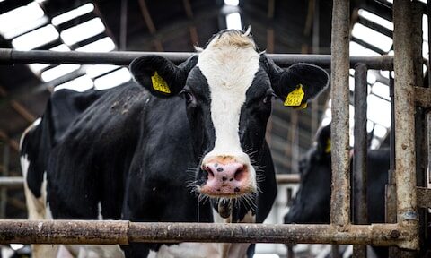 Forse ingreep in veestapel om natuurdoelen te bereiken
